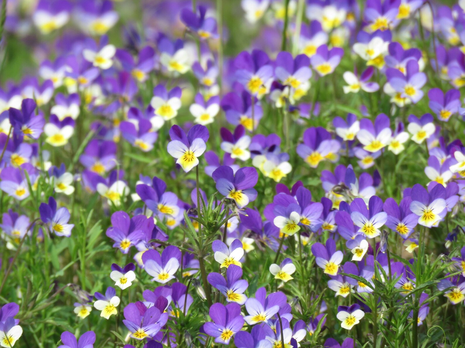 Viola Tricolor Johny Jump Up
